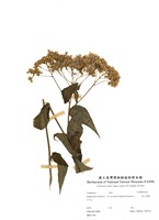 藏品(塔山澤蘭)的圖片